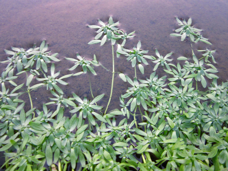 Callitriche palustris - Frühlingswasserstern